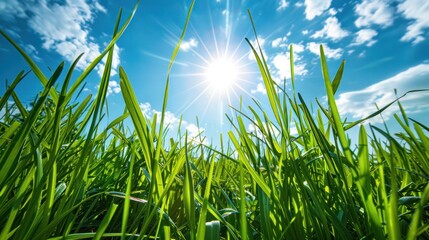 Obraz premium Grass blades reaching up towards the sky with sunlight filtering through