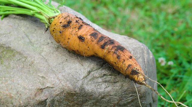 Carrot fresh from the ground lie on the stone organic organic