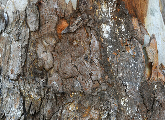 Eucalyptus tree bark texture, Bark of eucalyptus tree, seamless texture, a eucalyptus tree bark texture background image