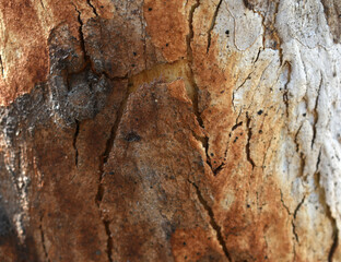 Eucalyptus tree bark texture, Bark of eucalyptus tree, seamless texture, a eucalyptus tree bark texture background image