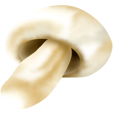 Button mushrooms are the immature