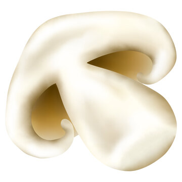 Champignon mushrooms or agaricus bisporus