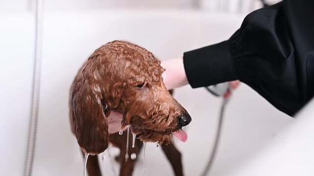 poodle in a dog salon getting a water treatment. Washing a poodle with conditioner makes its coat softer and more manageable