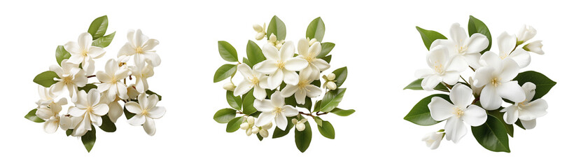 Set of beautiful jasmine/Mogra flowers. Cutouts isolated on a transparent background.