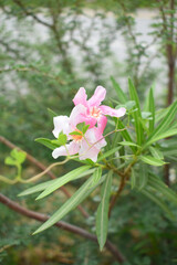 Nerium oleander in bloom, Pink siplicity bunch of flowers and green leaves on branches, Nerium...