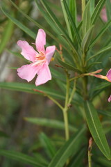 Nerium oleander in bloom, Pink siplicity bunch of flowers and green leaves on branches, Nerium Oleander shrub Pink flowers, ornamental shrub branches in daylight, bunch of flowers closeup
