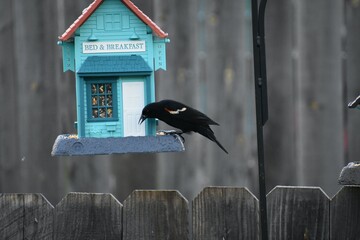 Backyard Birding in Indiana
