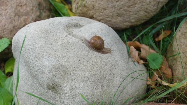 Snail crawls over a stone