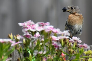 Backyard Birding in Indiana