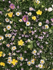 wildflowers, topdown view