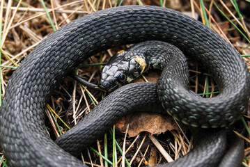 a small snake lies curled up on the grass in the forest