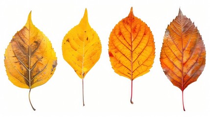 Naklejka premium Close-up collection of five distinct orange and yellow autumn leaves, showcasing their vibrant colors and textures, isolated on a panoramic transparent background.