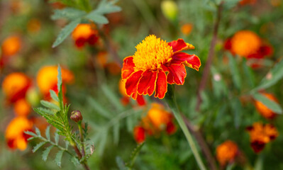 Small-flowered marigolds grow in nature