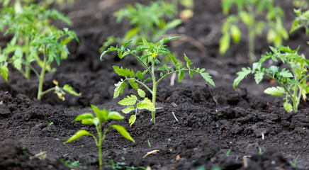 Tomato seedlings in the ground in the garden