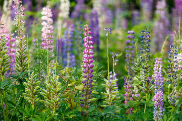 Fototapeta premium Lupine flowers in nature in the park