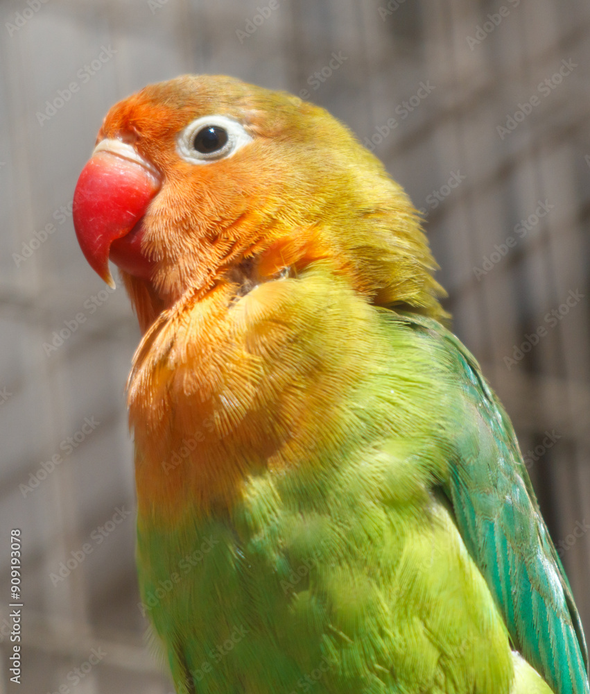 Sticker portrait of a parrot in the zoo