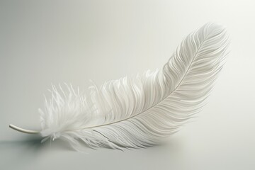 Obraz premium A single white feather lying flat on a table