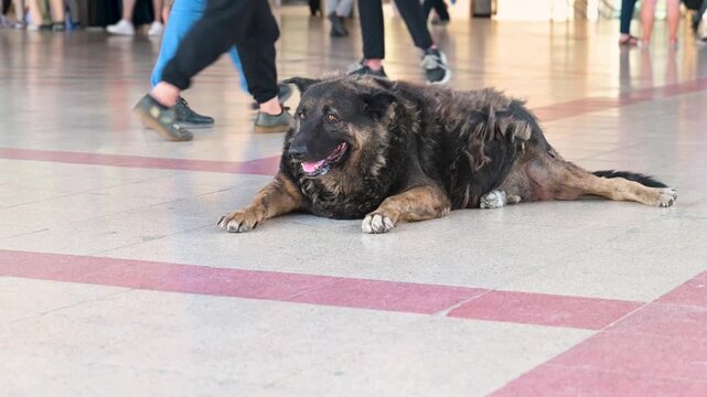 old stray dog lying on the ground in a crowd, breathing fast from the heat