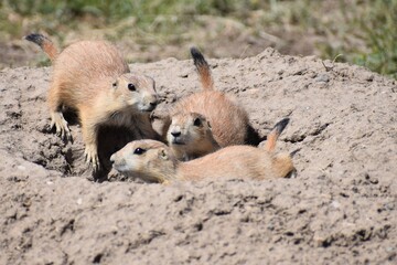 Prairie dogs at badlands