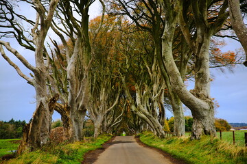 trees along driveway