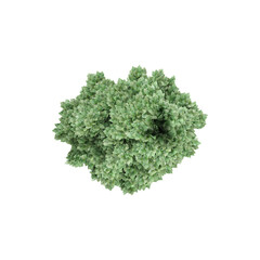 Obraz premium From the top view of Amur Maple Tree for architecture visualization