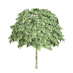 Fototapeta premium Green beautiful Plane tree isolated on white background
