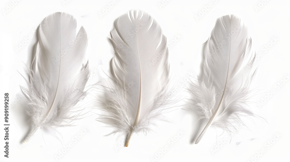 Poster A group of three white feathers lying on a clean and simple white background