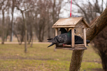 Two gray pigeons sitting in a tree feeder in a park
