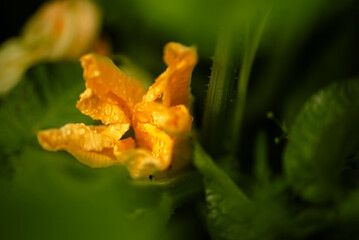 Flowering pumpkin. Yellow pumpkin flower in garden on blurred background