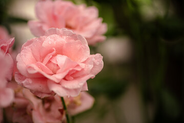 Delicate pink rose flowers close-up.