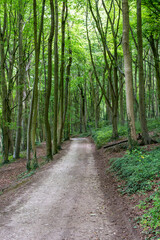 path in the woods