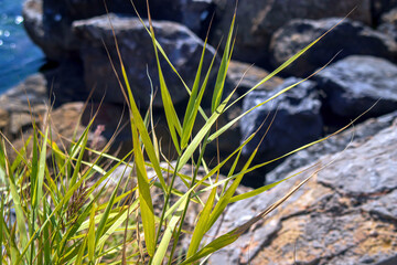 rocks and grass, selective close up view