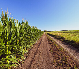 Rural farm scene with a long dirt road running along a large agricultural cornfield. Clear blue...