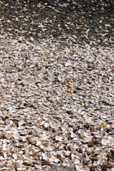 autumn leaves background