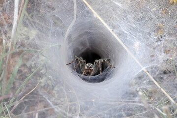 Funnel-Web Spider