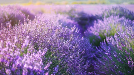 Fototapeta premium Lavender Field in the Sunlight