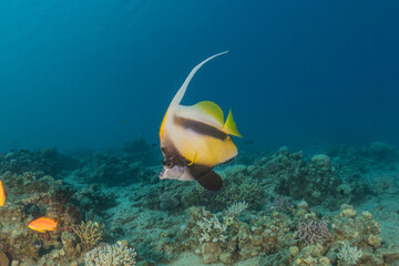 Fototapeta premium Fish swimming in the Red Sea, colorful fish, Eilat Israel 