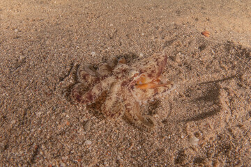 Octopus king of camouflage in the Red Sea, Eilat Israel 
