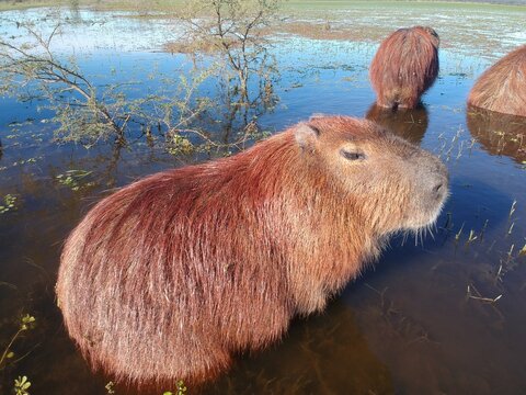 capybara