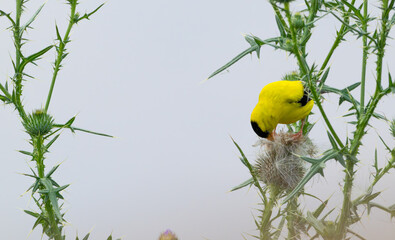Male goldfinch perched on a thistle eating seeds.
