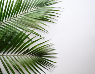 Fototapeta premium Coconut leaf fronds on a white background