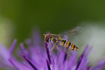 detailed close-up of a hoverfly, vibrant background, knapweed bloom, hoverfly on a knapweed flower,