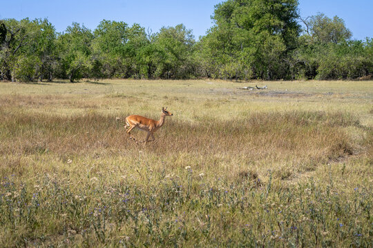 Springbok running in the savannah in  the Okavango Delta, Botswana, observed during a morning game drive