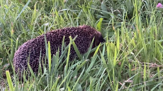 hedgehog in the grass 4k