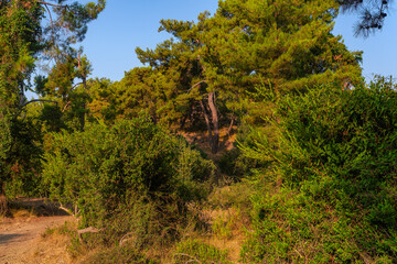Fototapeta premium Forest on a sunny summer day in Kemer in Turkey