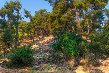 Forest on a sunny summer day in Kemer in Turkey