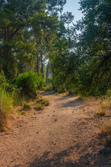 Forest on a sunny summer day in Kemer in Turkey