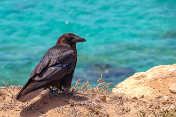 a raven perched on the edge of a cliff