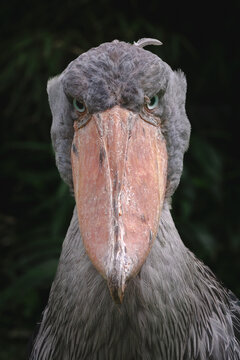 Shoebill staring at you