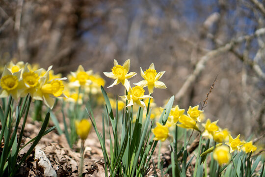 Daffodils blossoming in a forest in Luxembourg